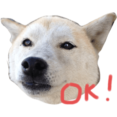[LINEスタンプ] シバ Katsuya