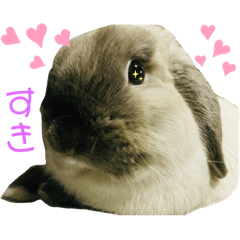 [LINEスタンプ] やんちゃなラビ吉の日常。