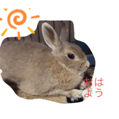 [LINEスタンプ] うさぎのこれ
