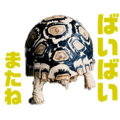 [LINEスタンプ] ロクとボン