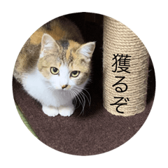 [LINEスタンプ] どらさんが言った4