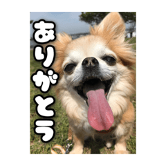 [LINEスタンプ] チェリちゃんすたんぷ2