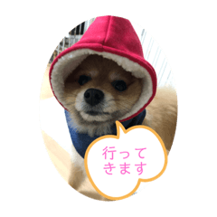 [LINEスタンプ] ポメラニアン♂