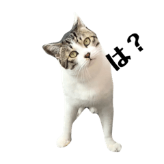 [LINEスタンプ] ネコのレモちゃん3