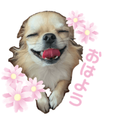 [LINEスタンプ] ロングコートチワワのこうめさん