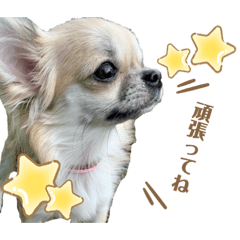[LINEスタンプ] ロングコートチワワのこうめさん 2