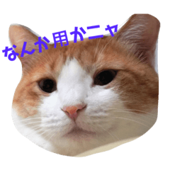 [LINEスタンプ] モフモフシリーズ①