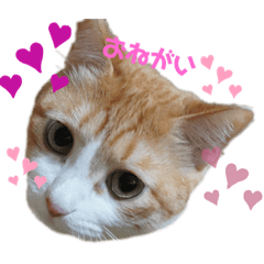 [LINEスタンプ] モフモフシリーズ②