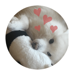 [LINEスタンプ] コロくん  ♡