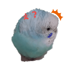 [LINEスタンプ] cooーchan