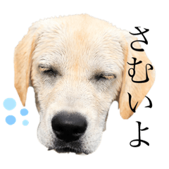 [LINEスタンプ] 我が家のいぬシリーズ