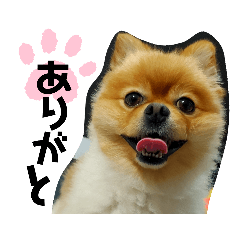 [LINEスタンプ] ポメのシンバ君