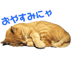 [LINEスタンプ] つよちゃんの写真スタンプ