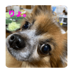 [LINEスタンプ] WAONココきち。