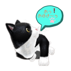 [LINEスタンプ] ネコの可愛いあいさつ