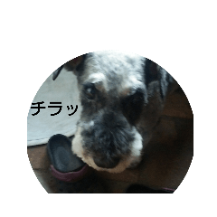 [LINEスタンプ] 私のクッキー