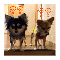 [LINEスタンプ] キキトンの日常2