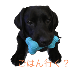 [LINEスタンプ] 黒ラブ ハロ