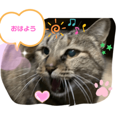 [LINEスタンプ] チー女の子8歳