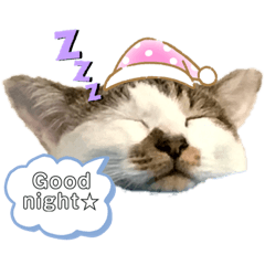 [LINEスタンプ] ワカメネコ