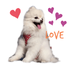 [LINEスタンプ] ポメラニアンみるく