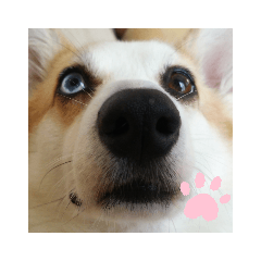 [LINEスタンプ] 呑気なコロン