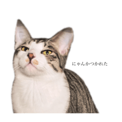 [LINEスタンプ] ぼくじゅうざー