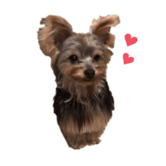 [LINEスタンプ] 愛犬ROCKん