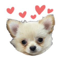 [LINEスタンプ] チワワの天くん