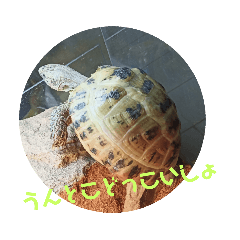 [LINEスタンプ] 我が家のカメクサ