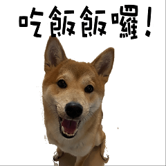 [LINEスタンプ] なな Shiba