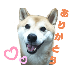 [LINEスタンプ] 柴犬ごんさん