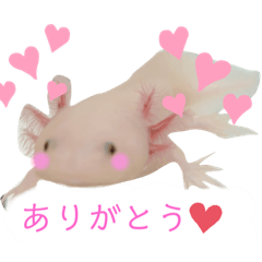 [LINEスタンプ] ウーパールーパー1.rei