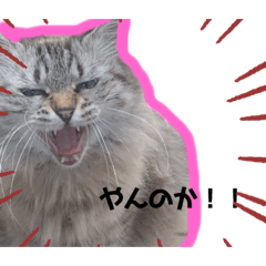 [LINEスタンプ] ねこのにちじょー