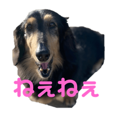 [LINEスタンプ] ダックスすたんぷ♡