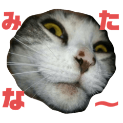 [LINEスタンプ] りんこにゃん