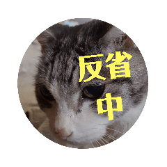 [LINEスタンプ] 老猫スタンプ2