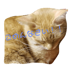 [LINEスタンプ] ニャンズLove