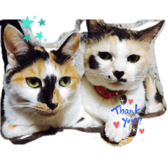 [LINEスタンプ] ぽぽもみ