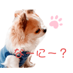 [LINEスタンプ] ぴーちゃん♡犬 チワワ