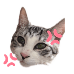 [LINEスタンプ] あめとゆき