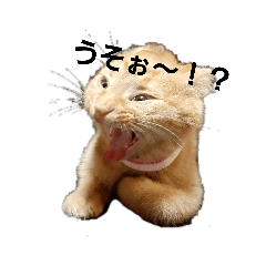 [LINEスタンプ] 秋山家にゃんず
