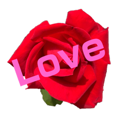 [LINEスタンプ] 薔薇でスタンプ作ってみた