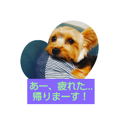 [LINEスタンプ] コタローくんの1日
