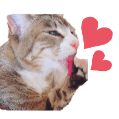 [LINEスタンプ] 小野さんちのねこちゃんたち