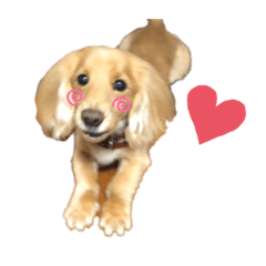 [LINEスタンプ] ゴンちゃんスタンプ (①)