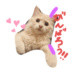 [LINEスタンプ] 子猫のライぼうや♪