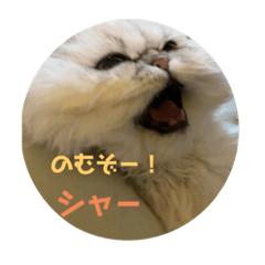 [LINEスタンプ] 不機嫌ネコそらちゃん其の3