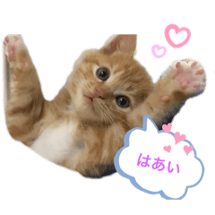 [LINEスタンプ] 茶トラ猫めるたんのスタンプ