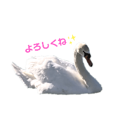 [LINEスタンプ] 白鳥スタンプ